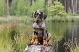 BEAUCERON - PUPPIES 084